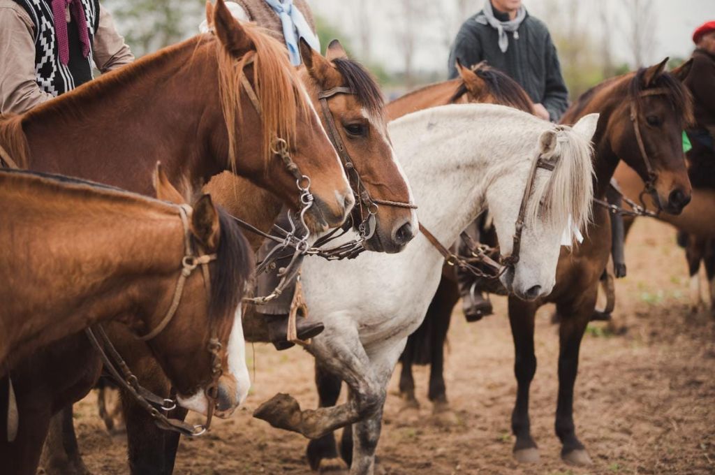 Los caballos criollos volverán a ser protagonistas de la Expo Rural de Gualeguaychú