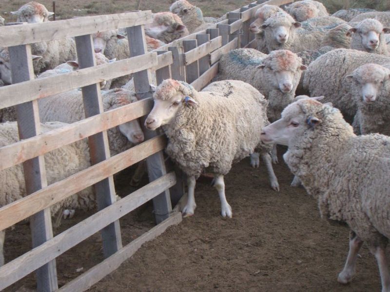 El gobierno entrerriano destinó créditos de hasta tres millones de pesos a tasa cero para la cadena ovina y caprina