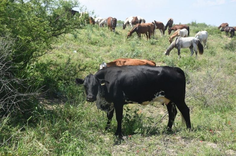 El Gobierno provincial recuperó 124.000 hectáreas de tierras fiscales para regularizar su uso y generar nuevos ingresos