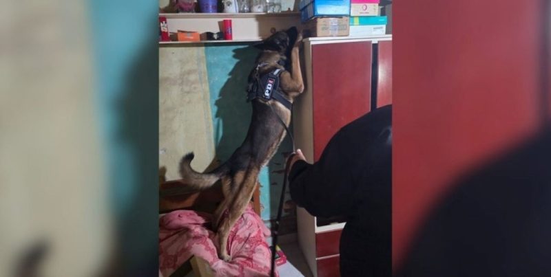 Diez detenidos en San Justo por la PDI en allanamientos contra la venta de drogas