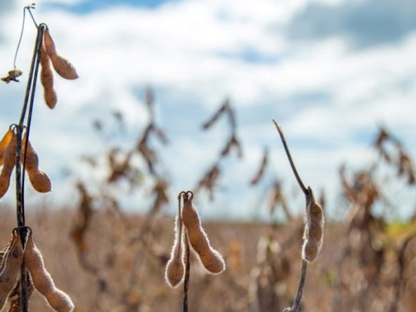 Retenciones del agro: cuánto aportarán las principales cadenas granarias en 2026 según la Bolsa de Comercio de Rosario