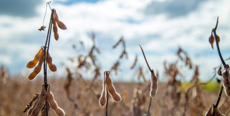 Retenciones del agro: cuánto aportarán las principales cadenas granarias en 2026 según la Bolsa de Comercio de Rosario