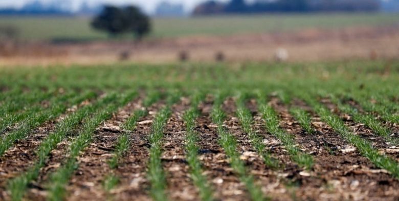 Centro norte santafesino: la actividad agrícola retoma cosecha, siembra de girasol y fertilización de trigo