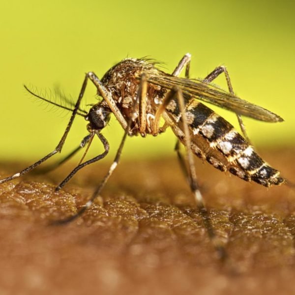 Salud provincial recuerda la importancia del descacharrado invernal contra el dengue