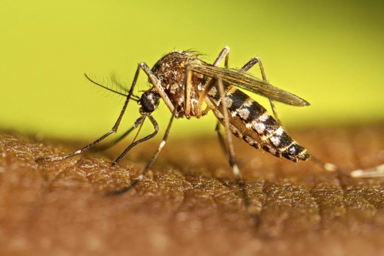 Salud provincial recuerda la importancia del descacharrado invernal contra el dengue