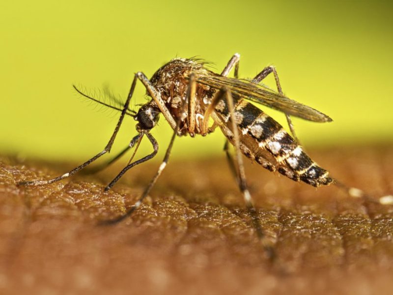 Salud provincial recuerda la importancia del descacharrado invernal contra el dengue