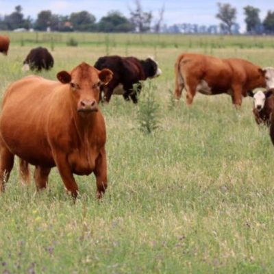 El INTA asistirá técnicamente planes de manejo de bosques con ganadería integrada en Santa Fe