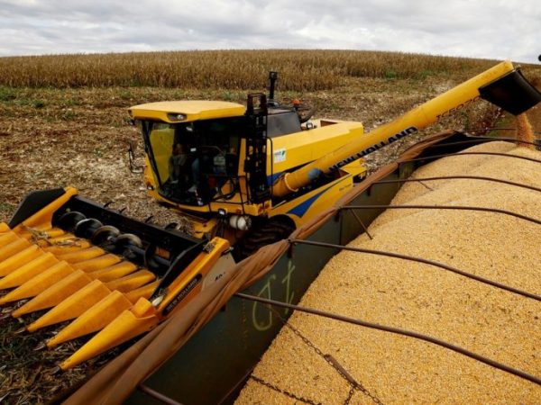 Maíz demorado, trigo en buen estado y el inicio de la siembra de girasol en Santa Fe
