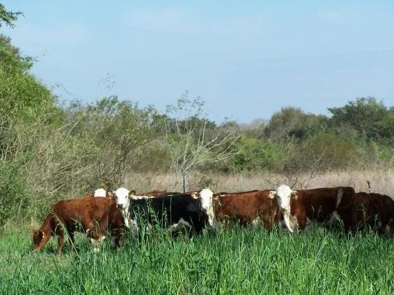 El Gobierno provincial recuperó 124.000 hectáreas de tierras fiscales para regularizar su uso y generar nuevos ingresos