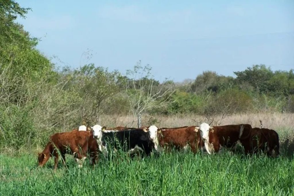 El Gobierno provincial recuperó 124.000 hectáreas de tierras fiscales para regularizar su uso y generar nuevos ingresos
