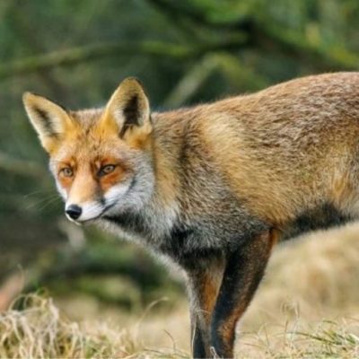 San Carlos Centro: el Concejo respaldó la prohibición de la caza deportiva de aves y el turismo cinegético