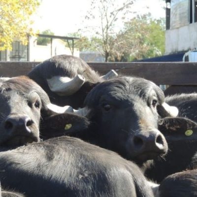 Búfalos en Formosa: la producción crece con potencial de las razas Mediterránea y Murrah