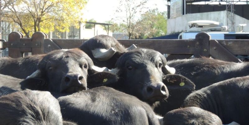 Búfalos en Formosa: la producción crece con potencial de las razas Mediterránea y Murrah