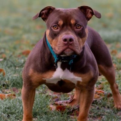 Córdoba: una nena de 4 años permanece internada tras ser atacada por el perro de su familia