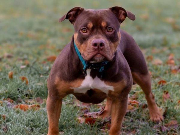 Córdoba: una nena de 4 años permanece internada tras ser atacada por el perro de su familia