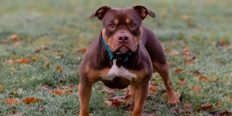 Córdoba: una nena de 4 años permanece internada tras ser atacada por el perro de su familia