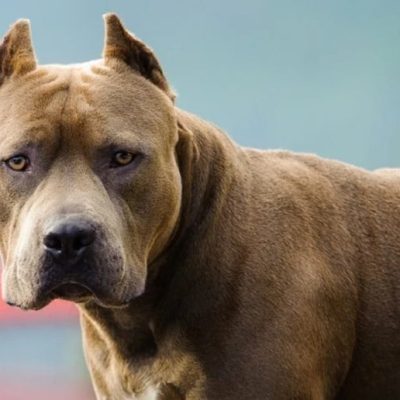 Ataque de un perro pitbull en Córdoba: una jubilada de 82 años sufrió fractura de fémur