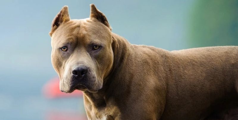 Ataque de un perro pitbull en Córdoba: una jubilada de 82 años sufrió fractura de fémur