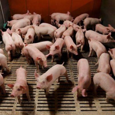 Producción porcina en Santa Fe: la provincia se consolida en el segundo puesto nacional