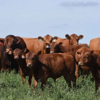 Invernada pastoril: la reposición de terneros eleva los costos a US$ 1.643 por hectárea