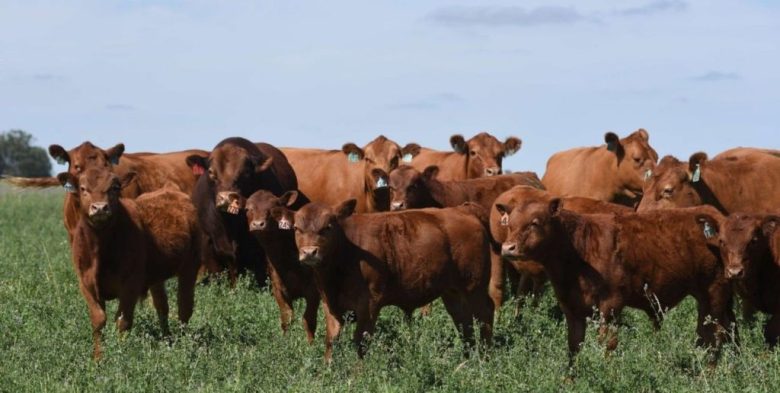 Invernada pastoril: la reposición de terneros eleva los costos a US$ 1.643 por hectárea