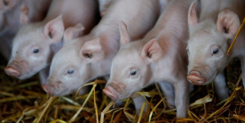 Producción porcina récord: creció 12,4% a agosto y el consumo ya alcanza los 20 kilos por habitante