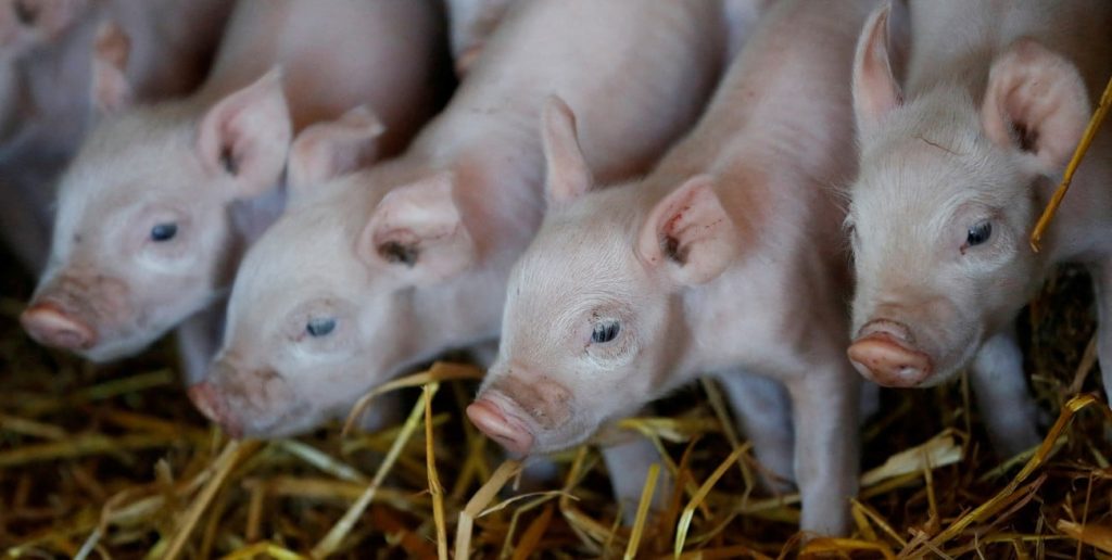 Producción porcina récord: creció 12,4% a agosto y el consumo ya alcanza los 20 kilos por habitante