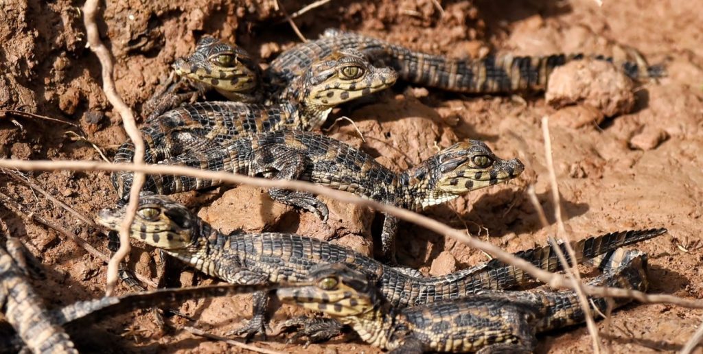 Impacto de El Niño en el Litoral: cómo afecta a las familias y la biodiversidad en la región de Santa Fe