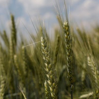 Trigo: hay 160.000 hectáreas en estado regular en la región núcleo por falta de agua