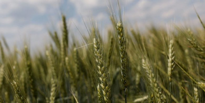 Trigo: hay 160.000 hectáreas en estado regular en la región núcleo por falta de agua