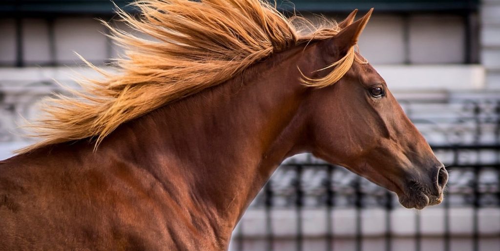 Encefalomielitis equina: el Senasa recuerda que la vacunación es obligatoria