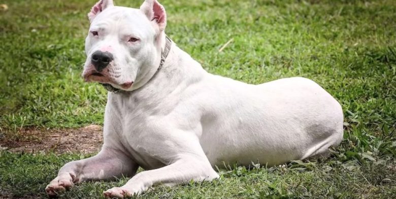 Condenaron a ocho años de prisión al dueño de los dogos que mataron a una joven en Córdoba