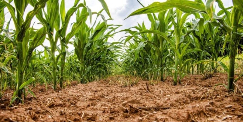 Muestreo de suelos: claves para cerrar brechas de rendimiento y potenciar los lotes