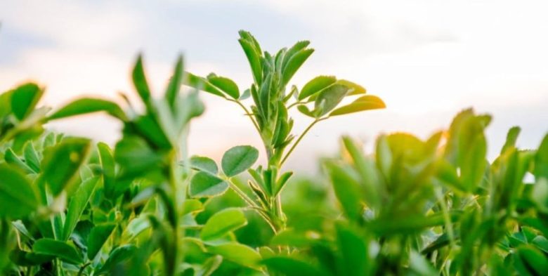 Clave para la lechería: cómo mejorar la eficiencia nutricional mediante el manejo del forraje