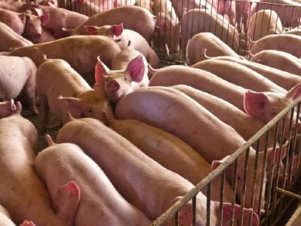 Créditos en Valor Producto: ya se aprobaron más de 40.000 millones para 440 productores ganaderos