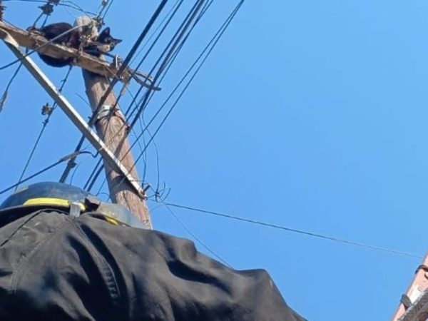 Rescate de un gato en Santa Fe: Bomberos salvaron al animal tras un corte de luz preventivo