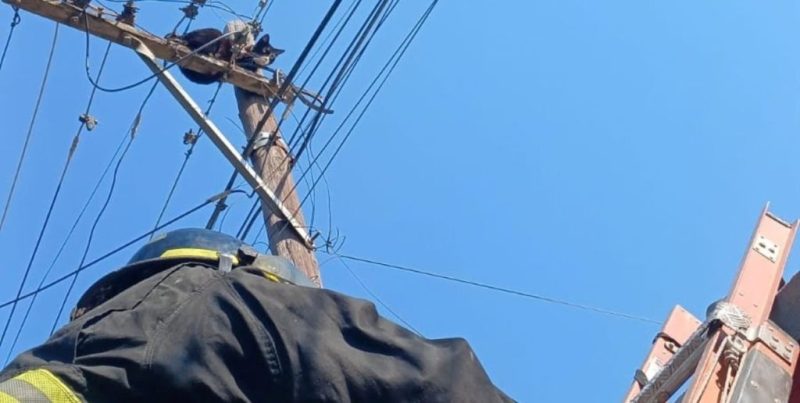 Rescate de un gato en Santa Fe: Bomberos salvaron al animal tras un corte de luz preventivo