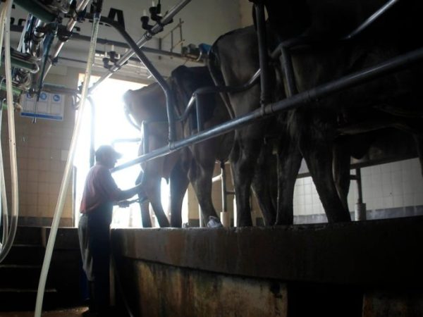 Nación modifica el esquema de exportaciones de maní, carne, lácteos y tabaco con impacto en las economías regionales desde 2027