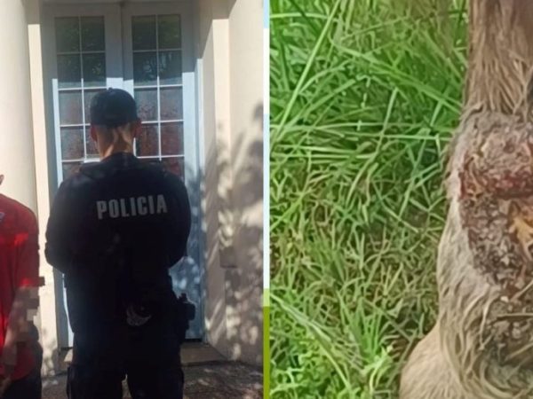 Mal trato animal en Santa Fe: rescataron a un caballo herido y detuvieron a su dueño