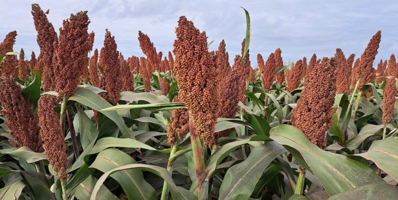 Mercado internacional: menor oferta global impulsa una gran oportunidad para el sorgo argentino