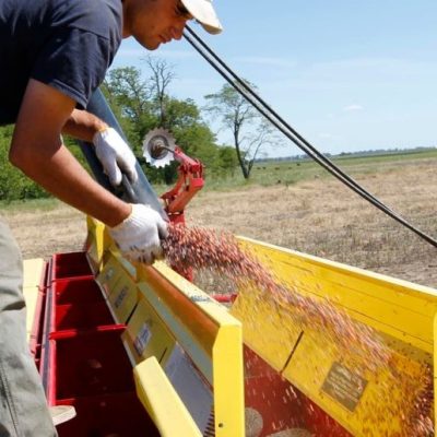 La siembra de girasol y maíz temprano supera el 80% en el centro norte santafesino
