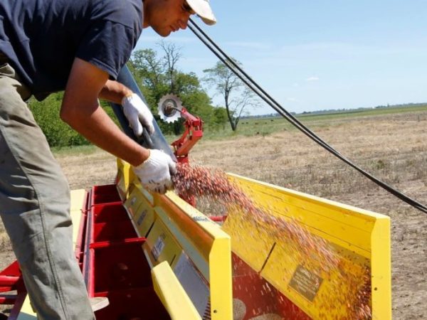 La siembra de girasol y maíz temprano supera el 80% en el centro norte santafesino