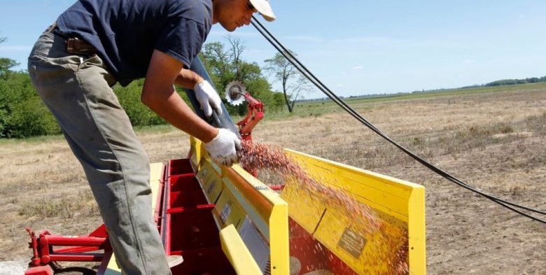 La siembra de girasol y maíz temprano supera el 80% en el centro norte santafesino