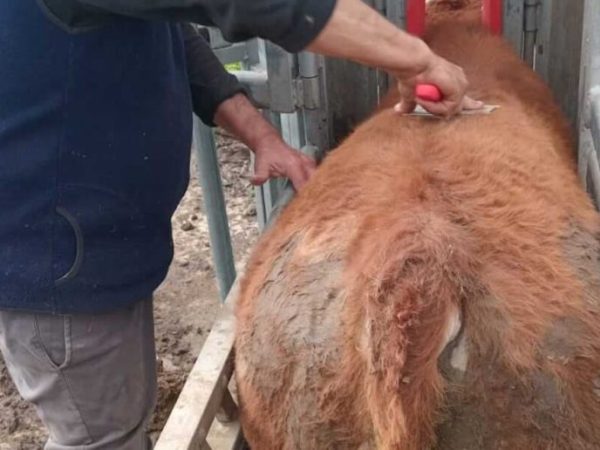 Pusieron en marcha en La Criolla la primera prueba de evaluación de toros Limangus en pastoreo