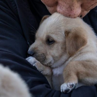 Impulsan la creación de un hospital veterinario municipal y gratuito en la ciudad de Santa Fe