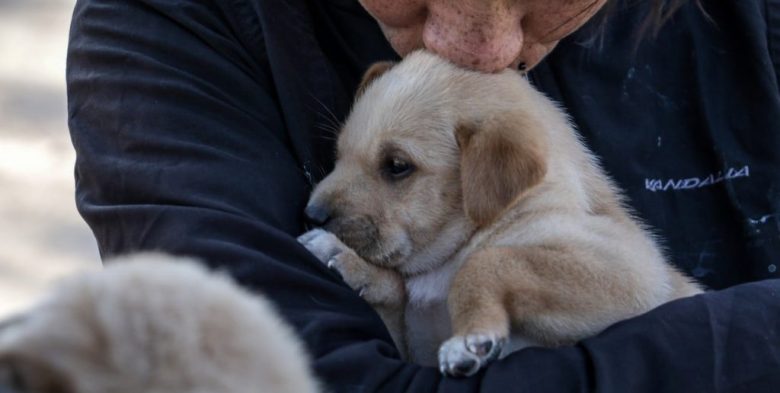Impulsan la creación de un hospital veterinario municipal y gratuito en la ciudad de Santa Fe