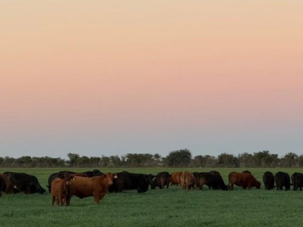 Clima agrícola: anticipan lluvias escasas, frío y un marcado repunte del calor hacia el final de la semana