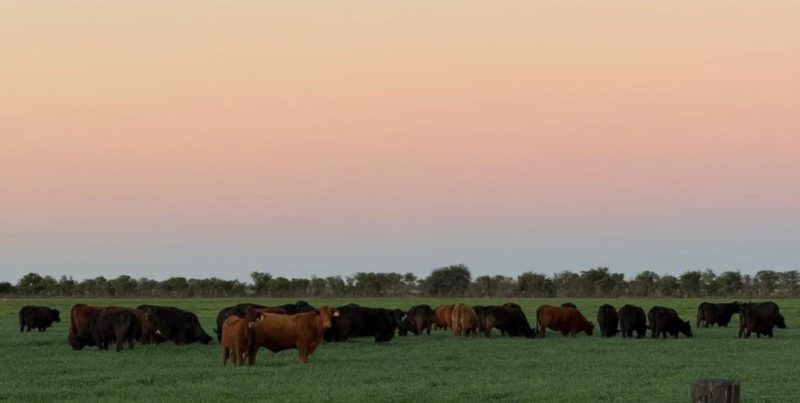 Clima agrícola: anticipan lluvias escasas, frío y un marcado repunte del calor hacia el final de la semana