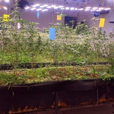 “Me excedí en las cantidades”: qué dijeron los detenidos por el caso Cannabrigo