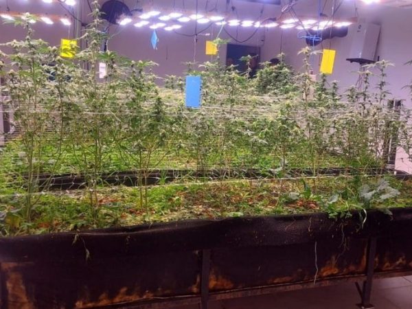 “Me excedí en las cantidades”: qué dijeron los detenidos por el caso Cannabrigo
